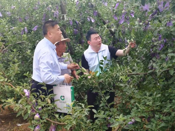 大圣策略 中国人寿财险淄博市中心支公司用气象指数保险守护沂源“果盘子”